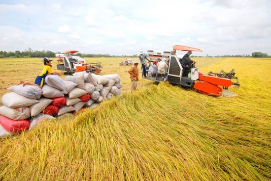 Đảm bảo an ninh lương thực, xuất khẩu gạo bền vững