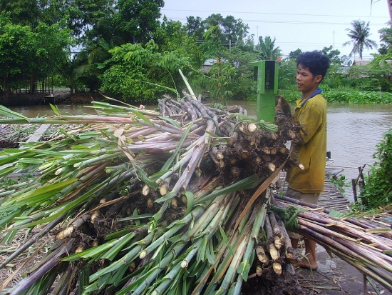 Giá đường cao kỷ lục, cần kíp tạo lại vùng nguyên liệu mía