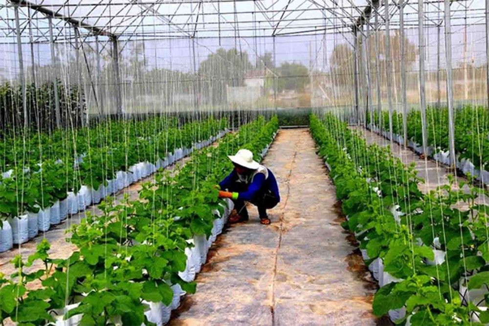 Tây Ninh thúc đẩy phát triển nông nghiệp xanh
