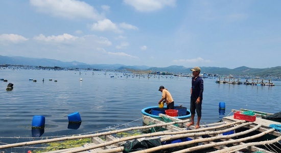 Ngân hàng hỗ trợ khách hàng nuôi tôm bị thiệt hại ở Phú Yên