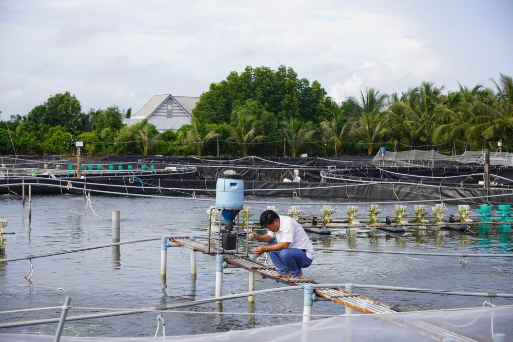 Vốn ngân hàng tiếp sức người dân nuôi tôm