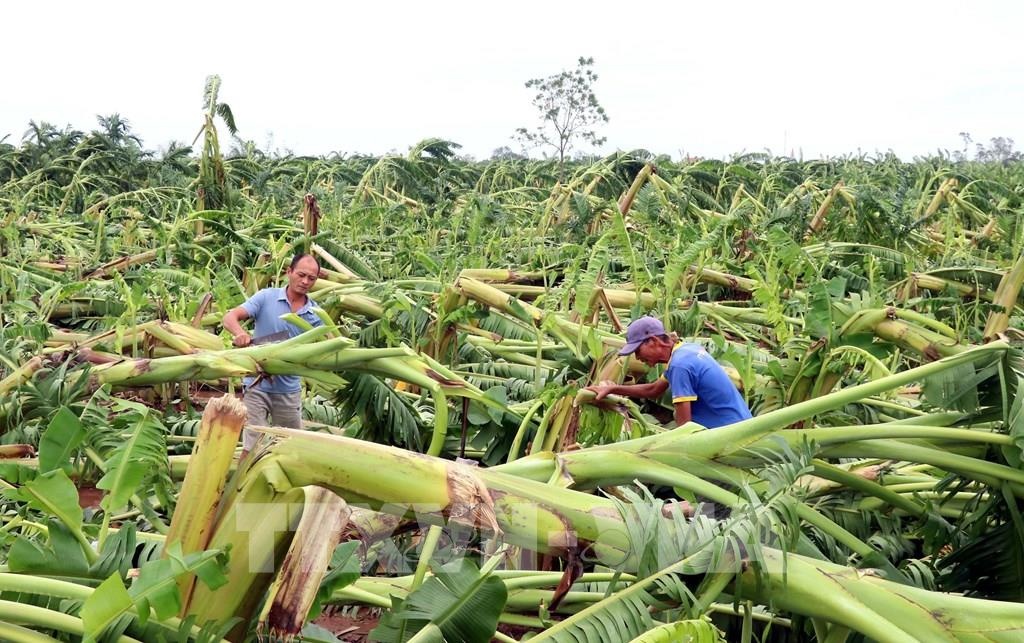 Công điện của Thủ tướng: Đẩy mạnh khôi phục sản xuất nông nghiệp sau bão số 3