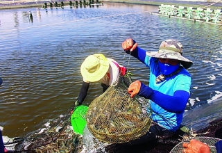 Đa dạng vốn ưu đãi cho nông thủy sản