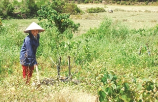 Giải pháp nào để tránh lãng phí đất nông nghiệp?