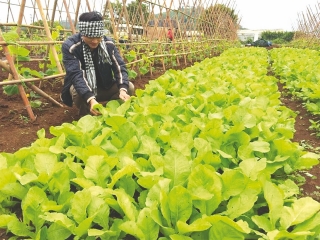 Tăng hiệu quả sử dụng đất nông nghiệp